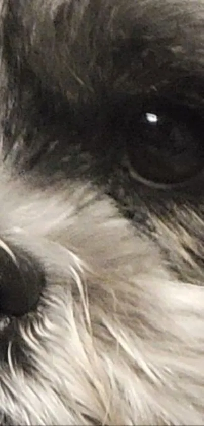 Close-up of a cute fluffy dog, perfect for mobile wallpaper.