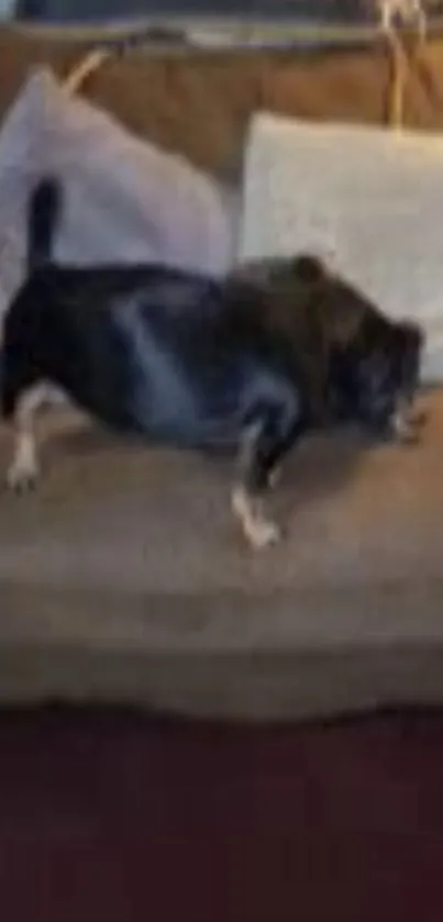 Adorable black dog relaxing on a large brown couch.