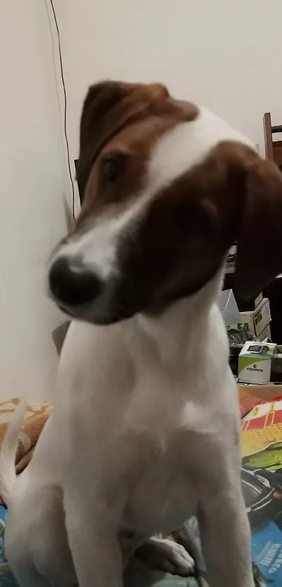 Adorable dog with a curious head tilt in bright room setting.