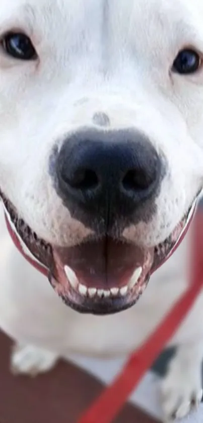 Adorable close-up of smiling white dog face with a black nose and bright eyes.