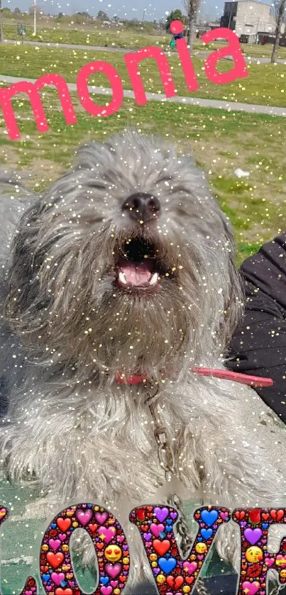 Cute gray dog with glitter text 'LOVE' on a sunny day.