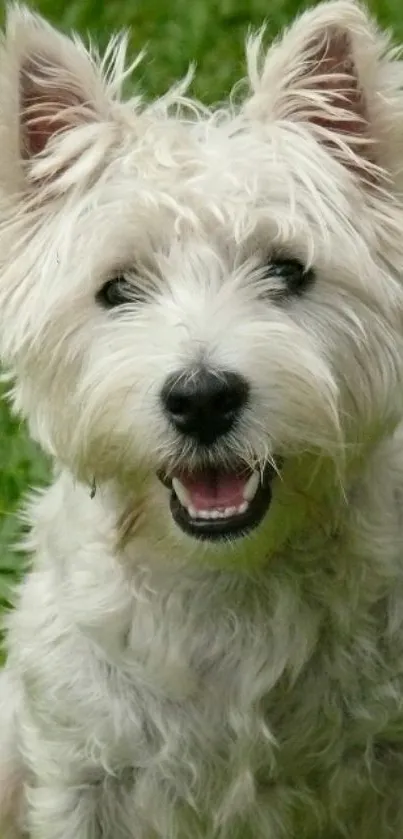 West Highland White Terrier puppy on green grass