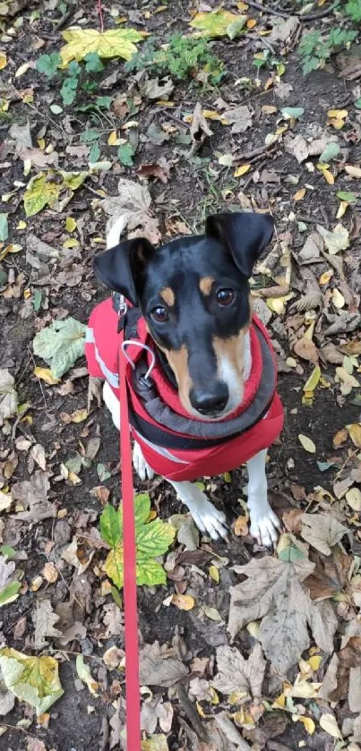 Adorable dog in a red coat amidst autumn leaves.