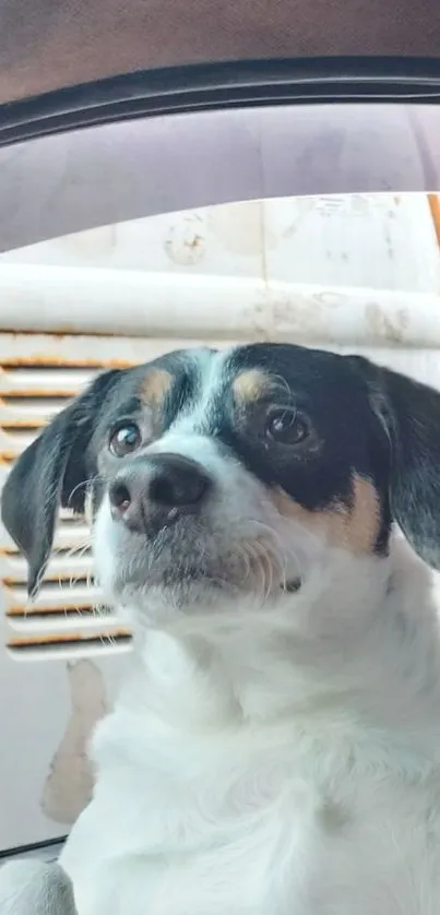 Cute dog sitting in a car's interior, gazing curiously outside.