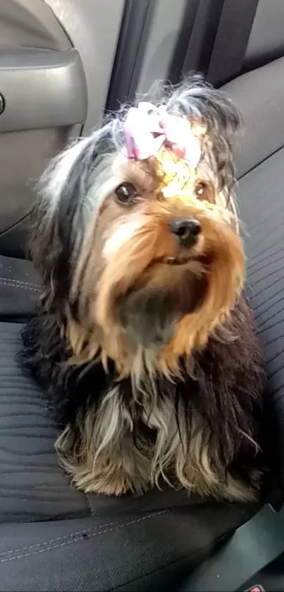 Adorable fluffy dog sitting in car seat, perfect for wallpaper.