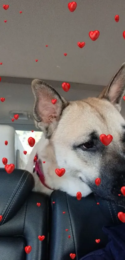 Cute dog peeking from car seat wallpaper.