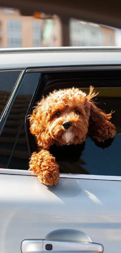 Cute brown dog looking out a car window, enjoying a sunny day.