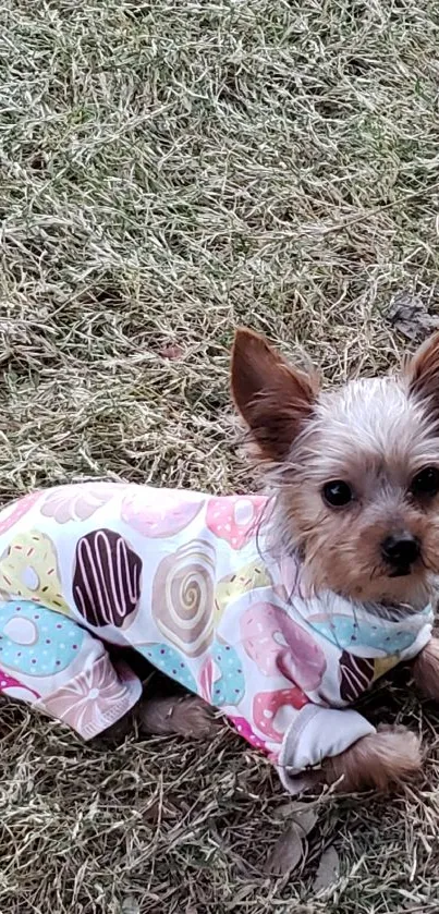 Small dog in colorful outfit on grass.