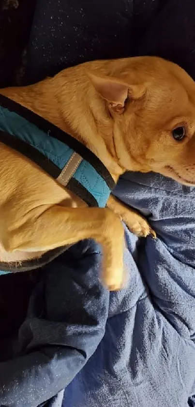 Adorable dog wrapped in a blue blanket, looking cozy and content.