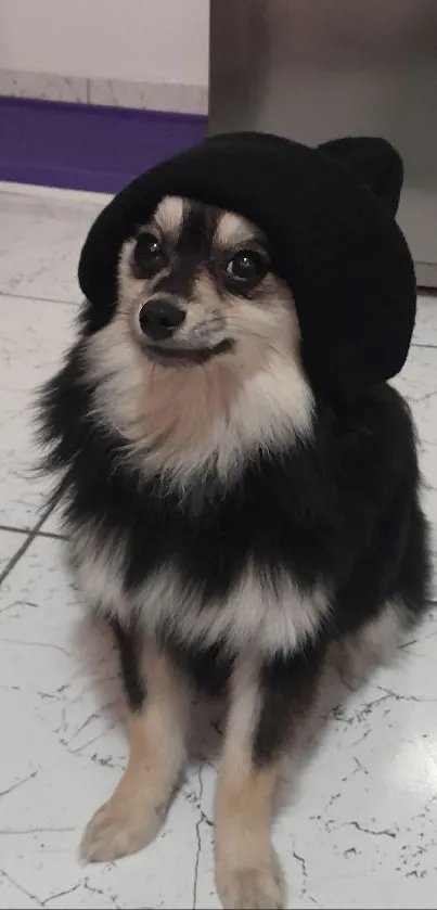 Pomeranian dog with black hat on marble floor.