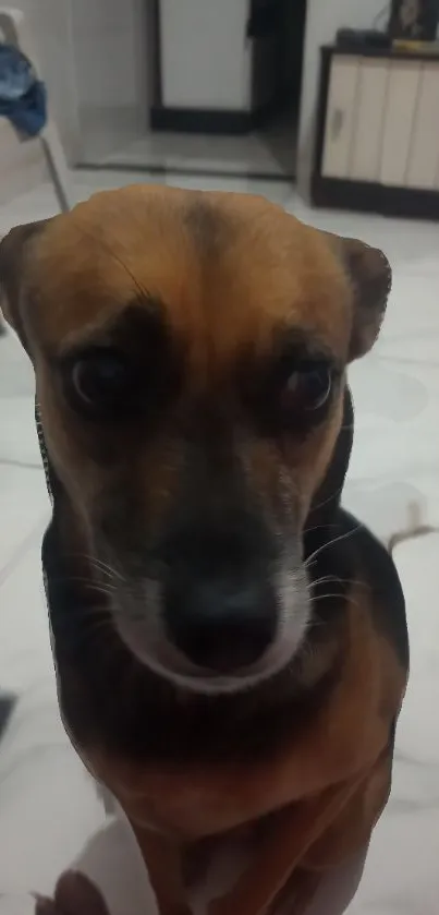 Adorable brown dog sitting indoors, perfect for mobile wallpaper.