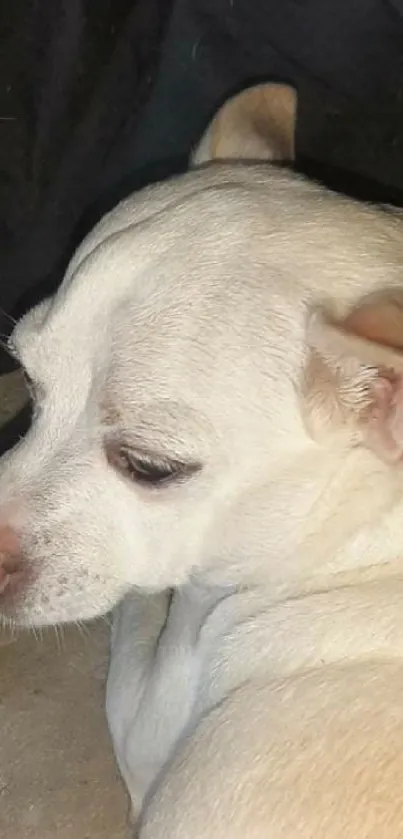 Cute white dog relaxing on a bed with cozy surroundings.