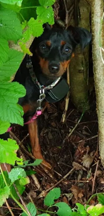 Small dog hiding in dense green foliage.