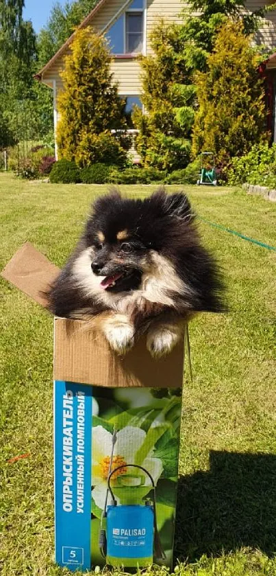 Fluffy black dog in a box on garden grass.