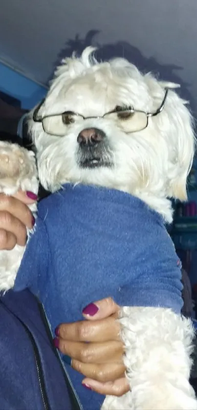 Cute dog wearing glasses with a blue sweater.