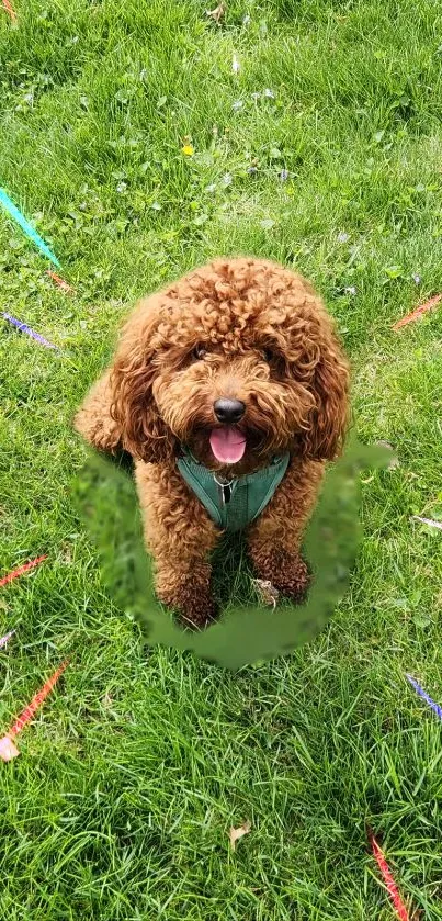 Fluffy brown dog sitting on lush green grass in a colorful garden.