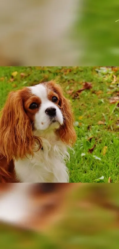 Adorable Cavalier King Charles Spaniel on a green lawn.