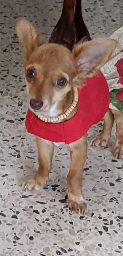 Cute puppy in red outfit standing indoors on speckled floor.