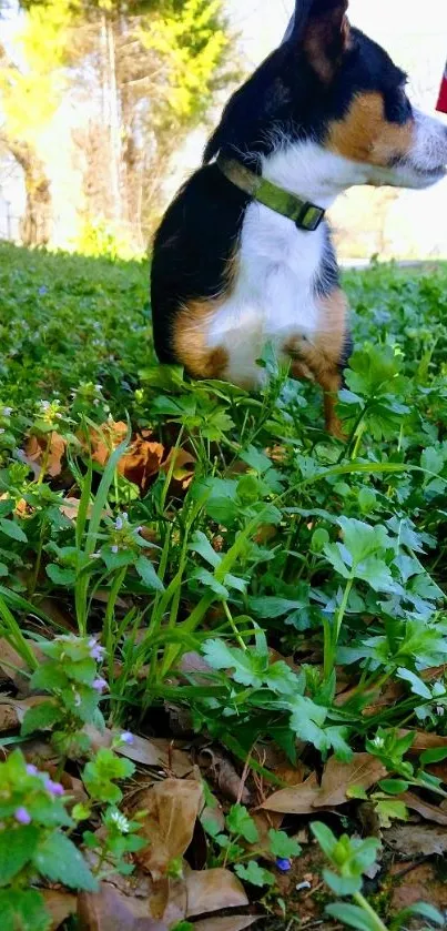 Cute dog sitting in green field on a sunny day.