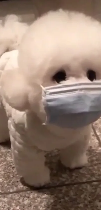 Fluffy white dog wearing a mask on tiled floor