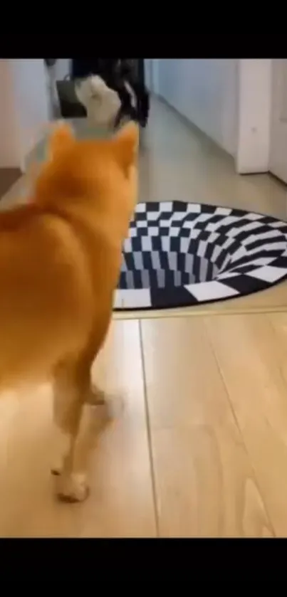 Shiba Inu walking over an optical illusion rug.