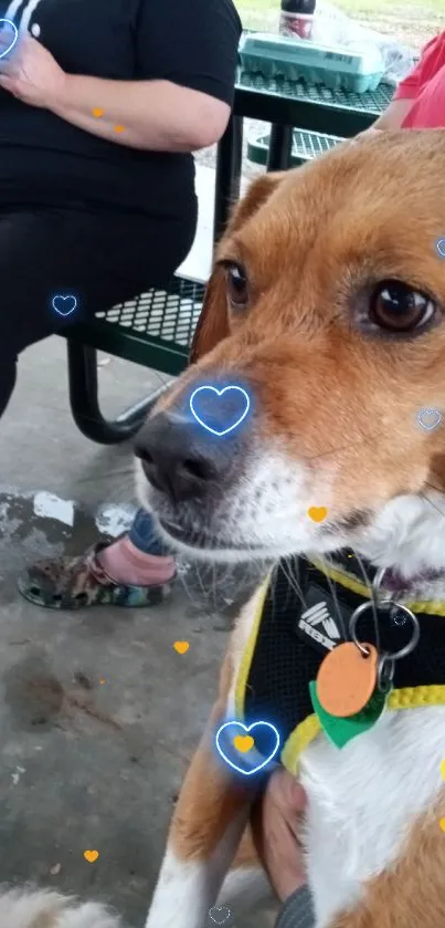 Beagle mix dog at park sitting close-up.