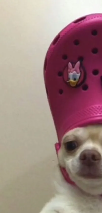 Chihuahua wearing a pink Croc shoe as hat.