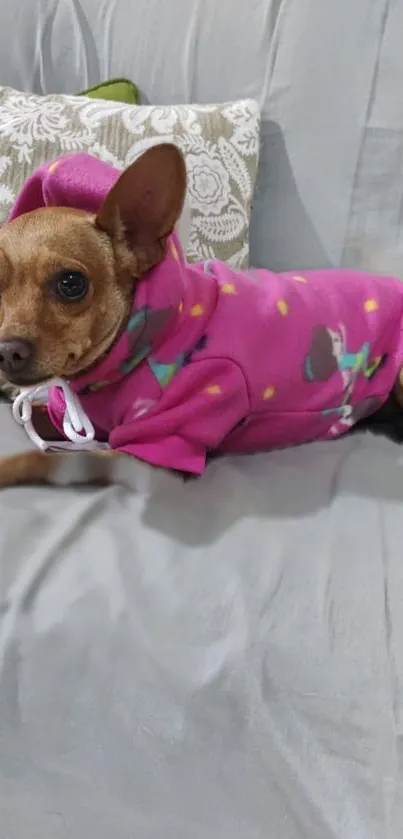 Small dog in a pink hoodie posing on a gray couch.