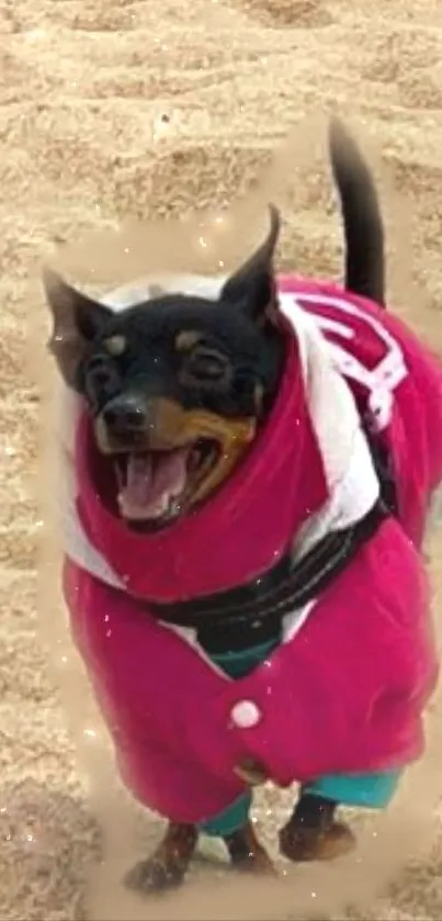 Small dog in a pink jacket on a beach, smiling wide.