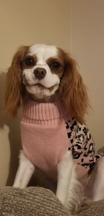 Adorable Cavalier King Charles Spaniel wears a cozy pink sweater.