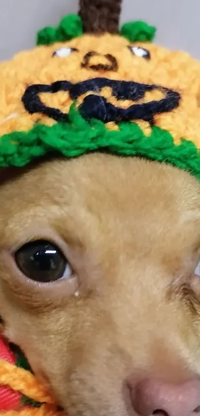 Cute dog wearing a pumpkin-themed crochet hat.