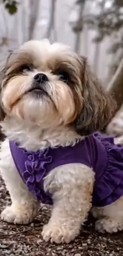 Adorable Shih Tzu dog in a purple outfit outdoors.