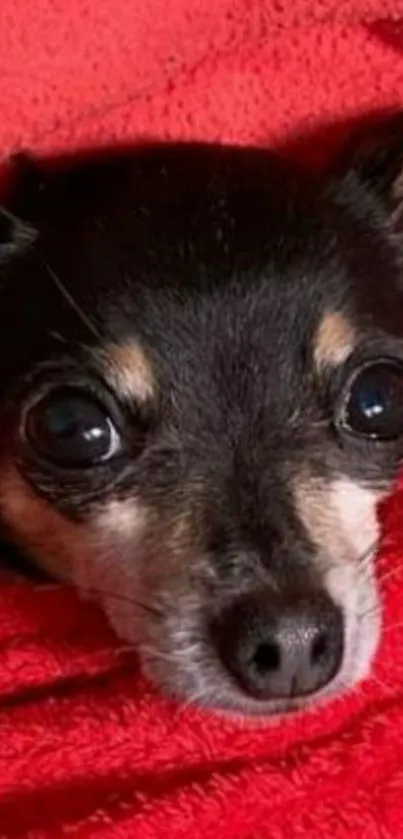 Adorable dog wrapped in a red blanket.