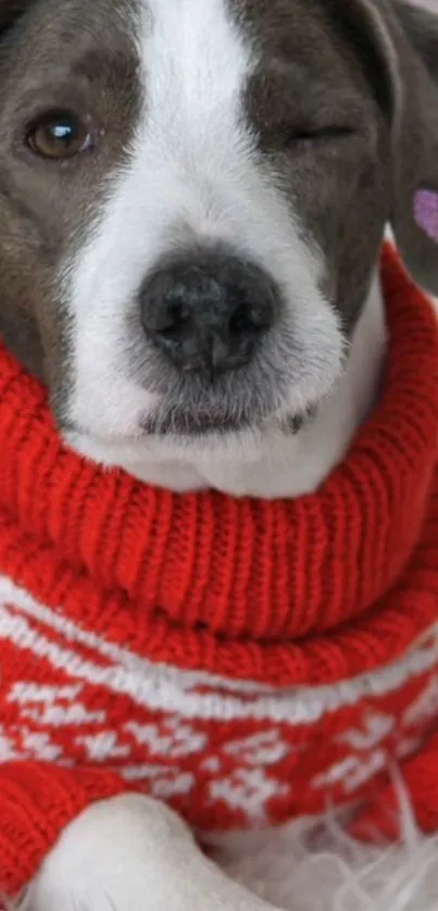 A cute dog winking, wearing a red sweater with a heart detail on its ear.