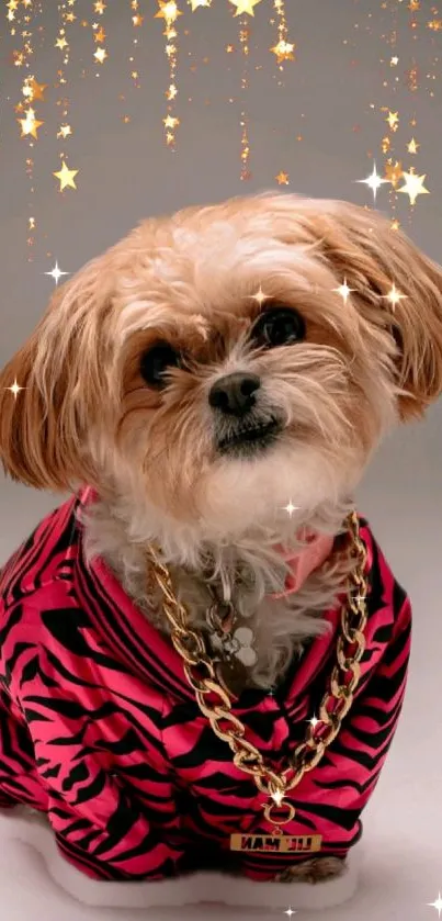 Adorable dog wearing pink striped outfit with golden chain and starry background.