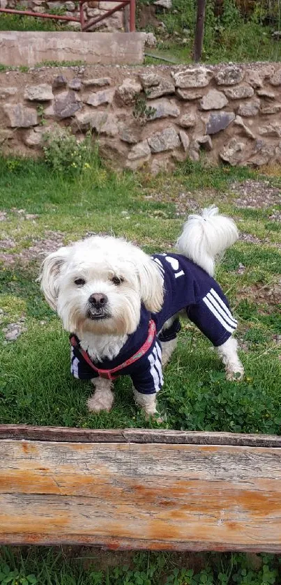 Adorable small dog in stylish outfit outdoors on grass.