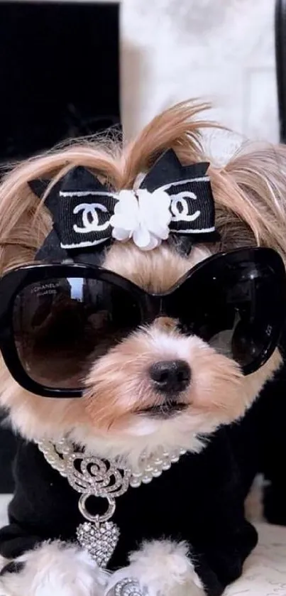 Cute dog wearing sunglasses and accessories in stylish wallpaper.