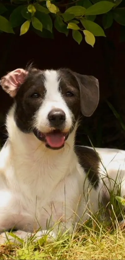 Happy dog resting in sunlit garden.