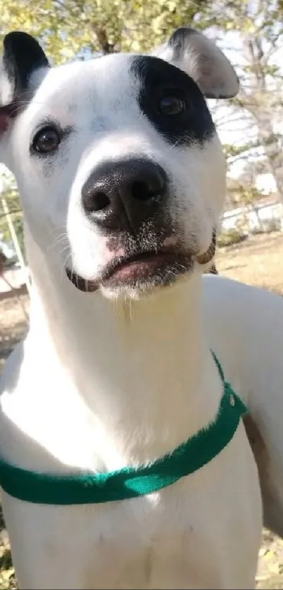 Dog with green harness in the sun