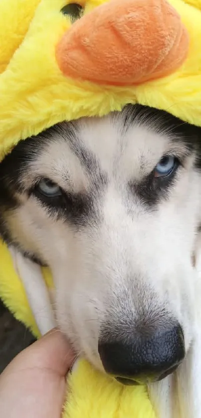 Cute dog dressed in a fluffy yellow duck costume.