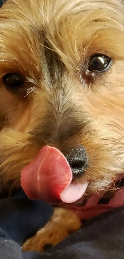 Cute puppy licking its nose on a cozy background.