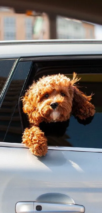 Cute brown dog looks out of a car window.