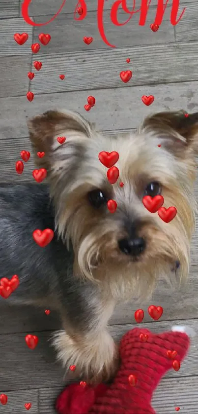 Yorkie dog with 'Love You Mom' text on wooden floor.