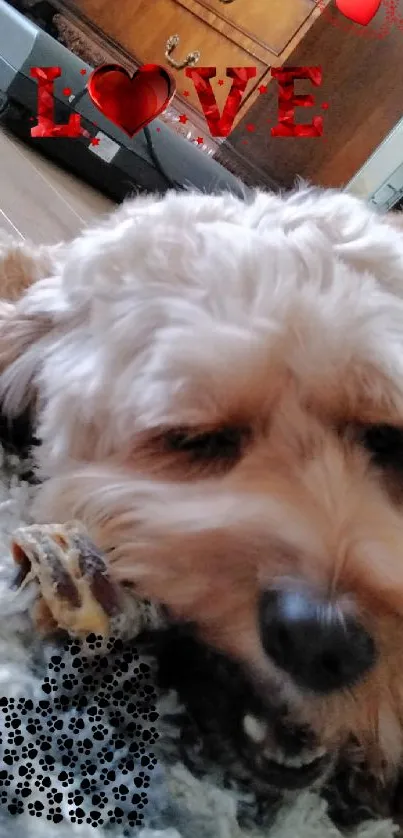 Adorable fluffy dog with love and heart design on fluffy rug.