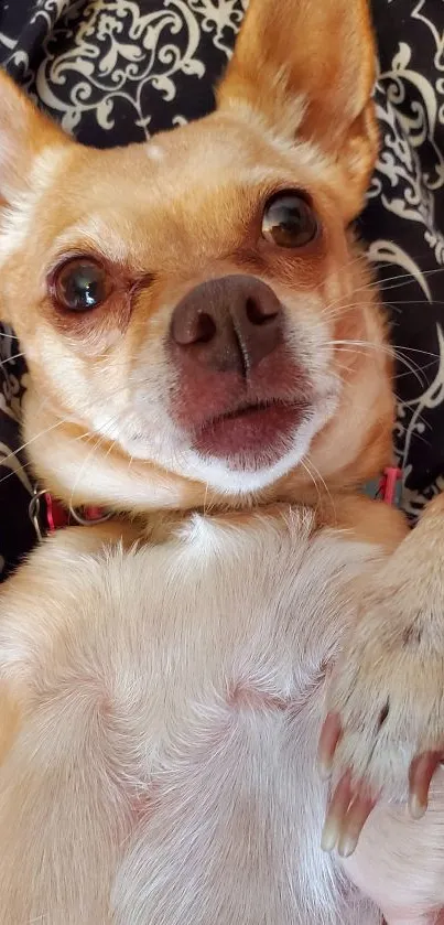 Cute chihuahua dog lying on a patterned blanket.