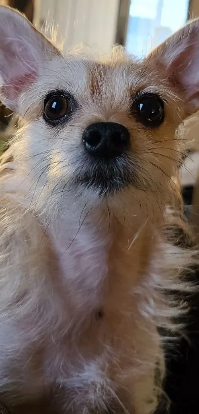 Cute fluffy dog with big eyes, sitting indoors.