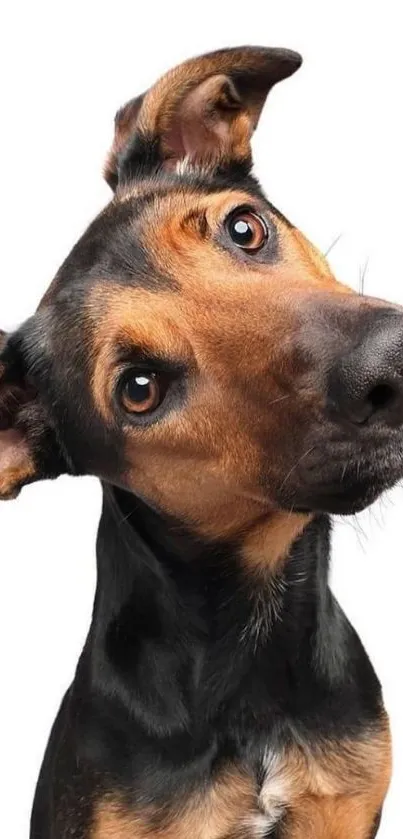 Curious dog tilts head on white background, mobile wallpaper.