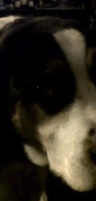 Close-up of a large black and white dog