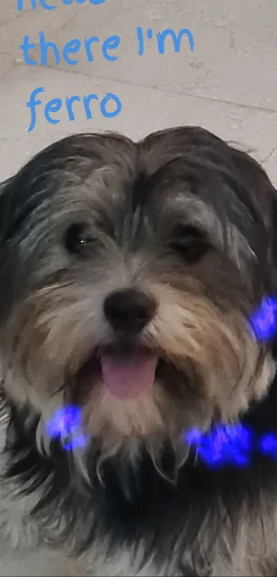 Adorable fluffy dog with playful tongue on white tiles.