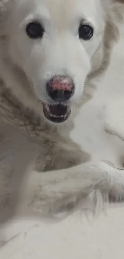 Adorable white dog sitting happily.